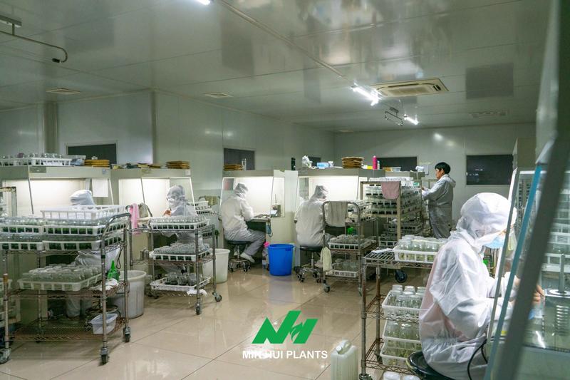 The Real Beginning of Tissue Culture: Why Mother Plant Management Determines the Quality of Every Future Plant